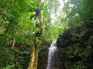 Irene waterval midden in de jungle