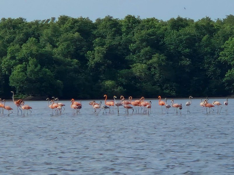 Flamingo's op het meer van Bigi Pan