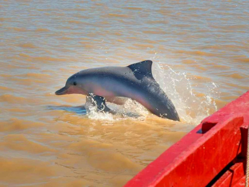 Brakwater- of Guianadolfijn in de Surinamer rivier