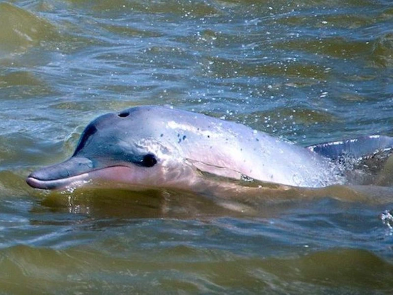 brakwater- of Guianadolfijn in de Suriname rivier