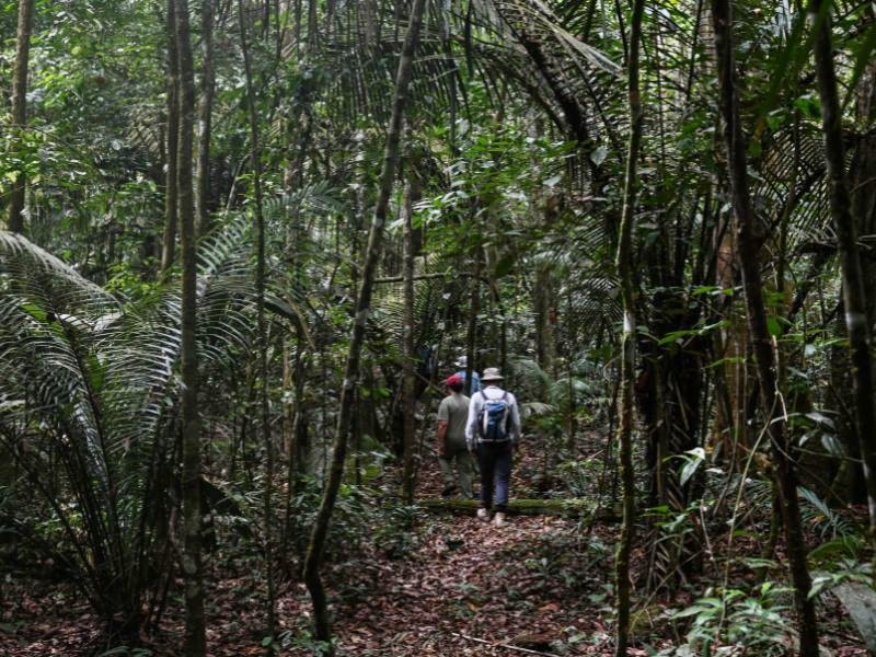 reizigers door de jungle tijdens de wandelexcursie