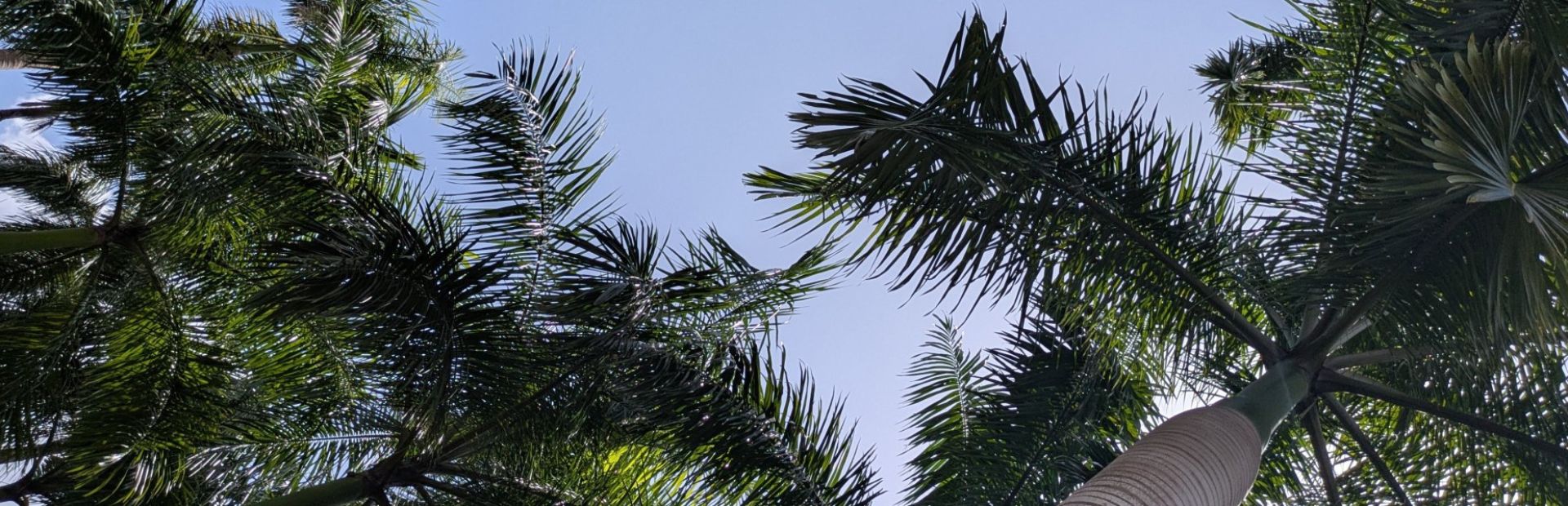 Palmboom Suriname Paramaribo