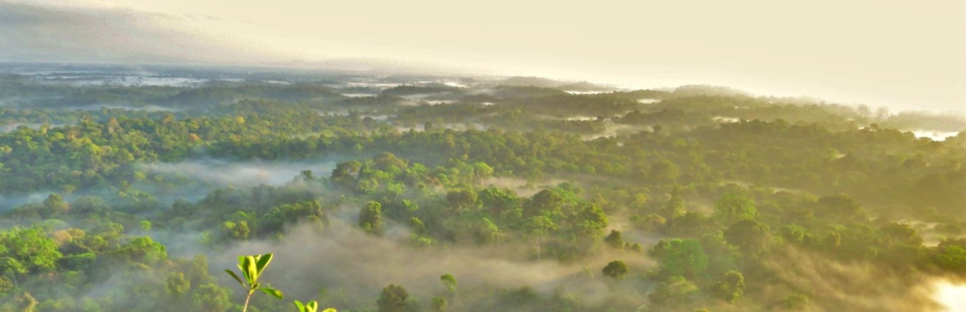 Uitzicht vanaf de Fredberg over de jungle van Suriname