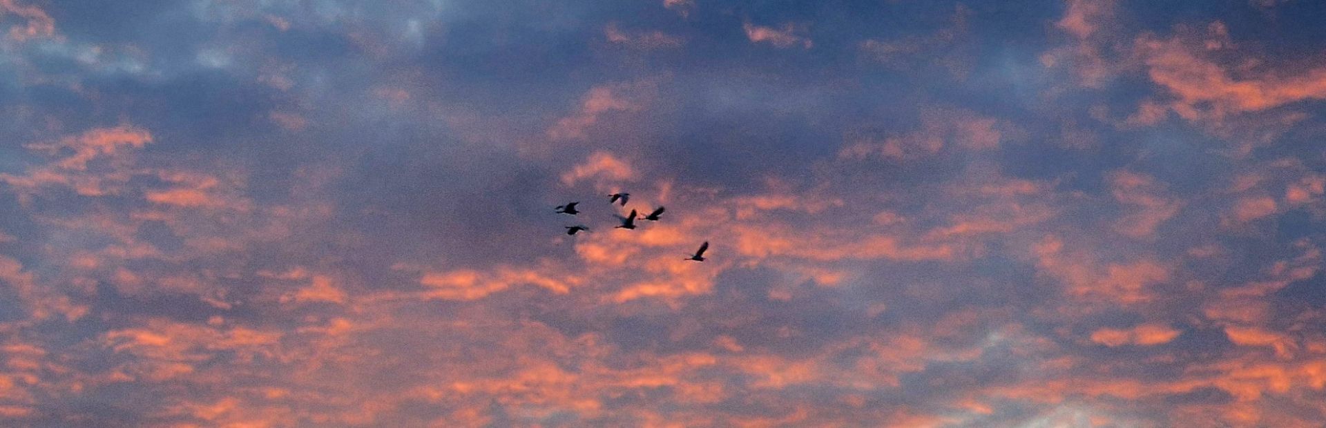 Vogels bij de zonsondergang in Bigi pan