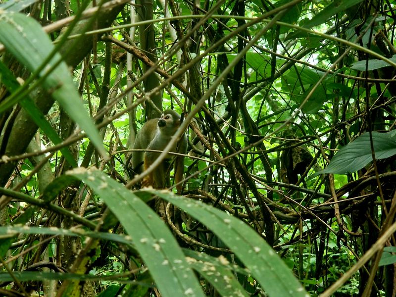 Aap in Peperpot natuurpark