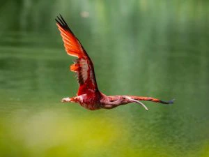 rode ibis op Bigi Pan