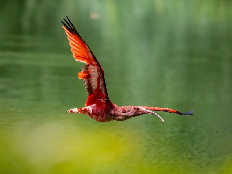 rode ibis op Bigi Pan