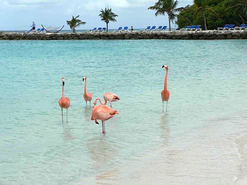 flamingos op het strand op Aruba