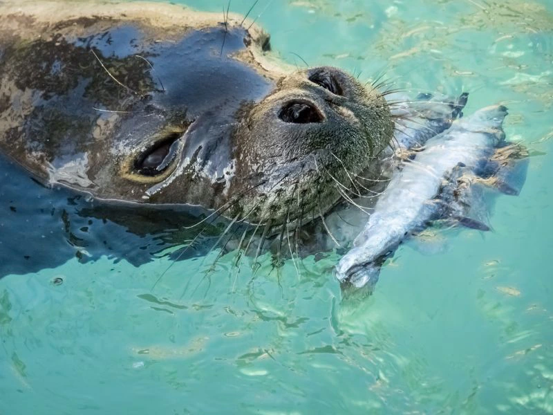 ilhas desertas monniksrob madeira