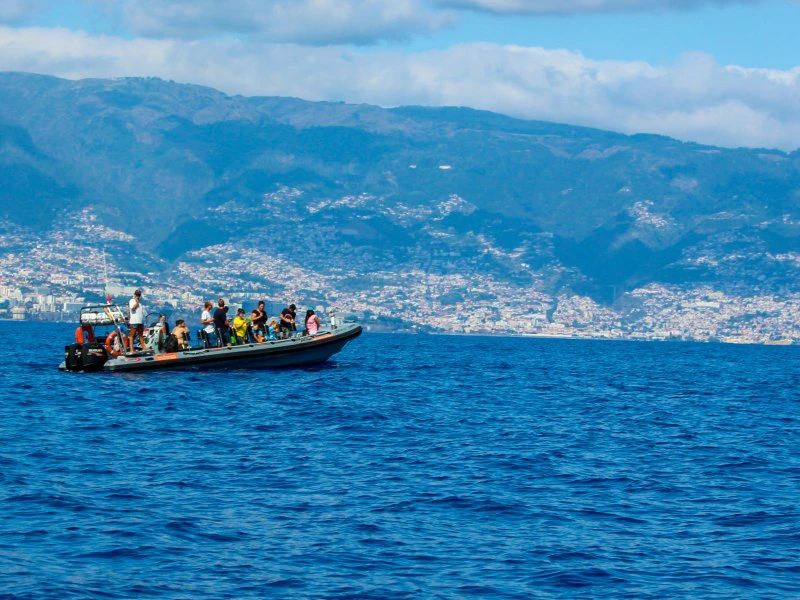 madeira-dolfijnen-spotten