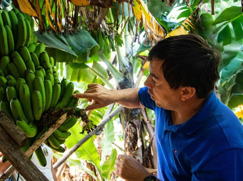 Madeira-funchal-bananen-plantage-local-2