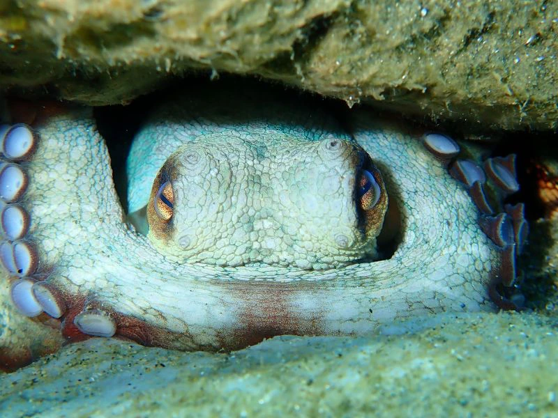 snorkeling porto santo 2