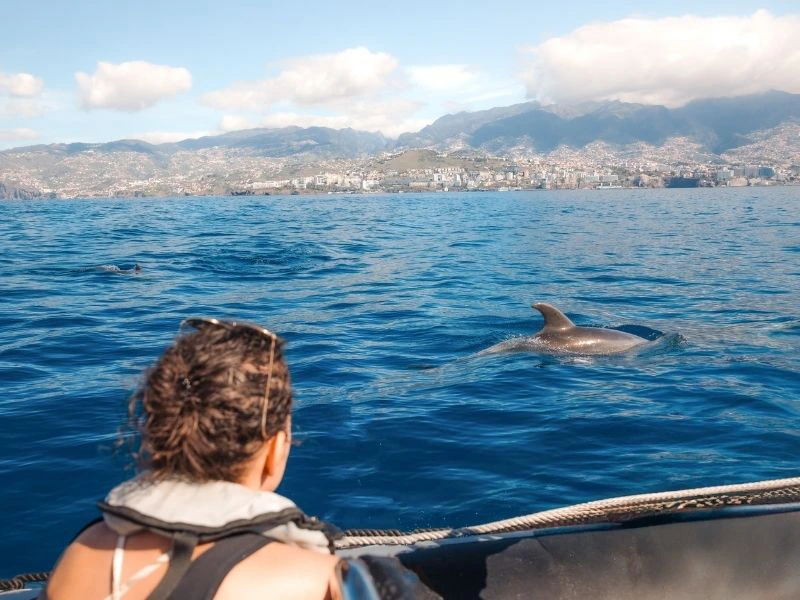 Portugal - Madeira - dolphin
