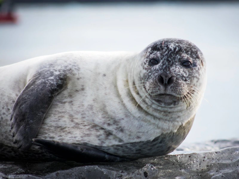 Zeehonden safari