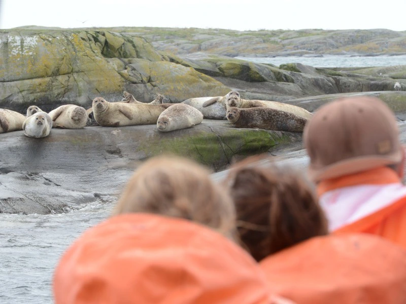 Zeehonden safari