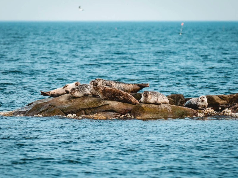 Zeehonden safari
