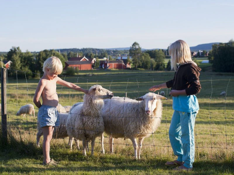 Schapen aaien