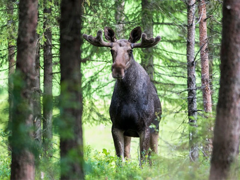 Elandsafari bij Tiveden