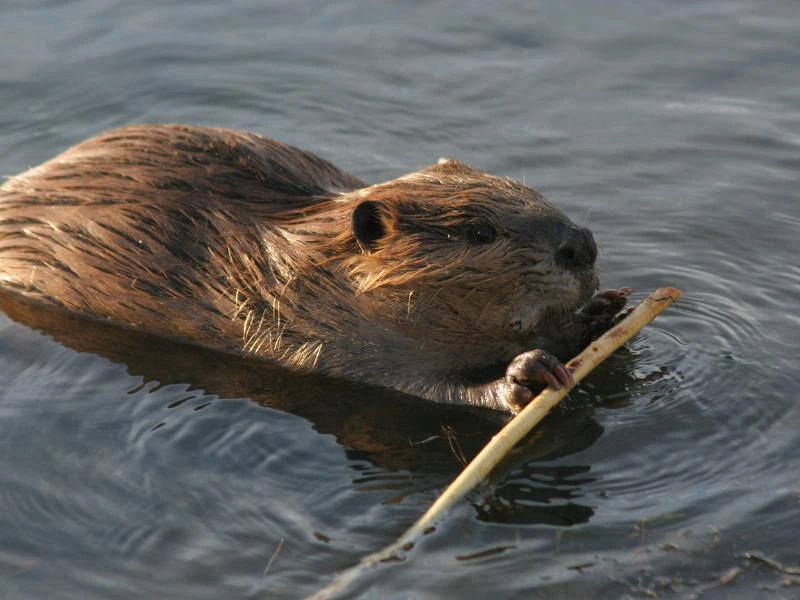 Bever Zweden