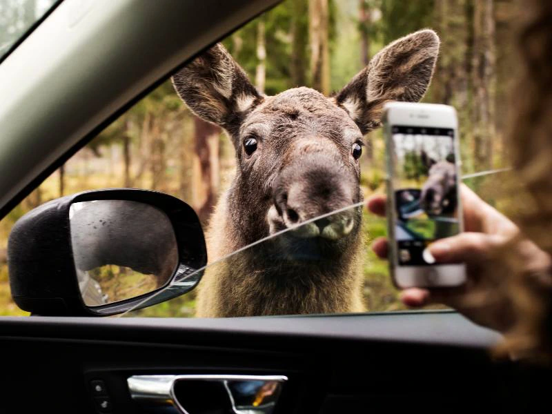 Elandsafari ub Zweden