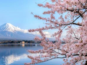Japan - Mount Fuji - kersenbloesem