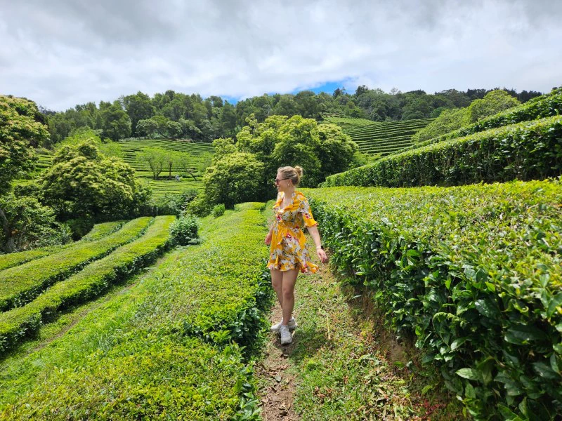 Portugal-Azoren-Furnas theeplantage