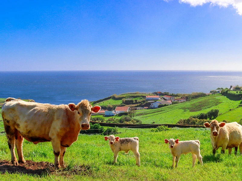 graciosa azores
