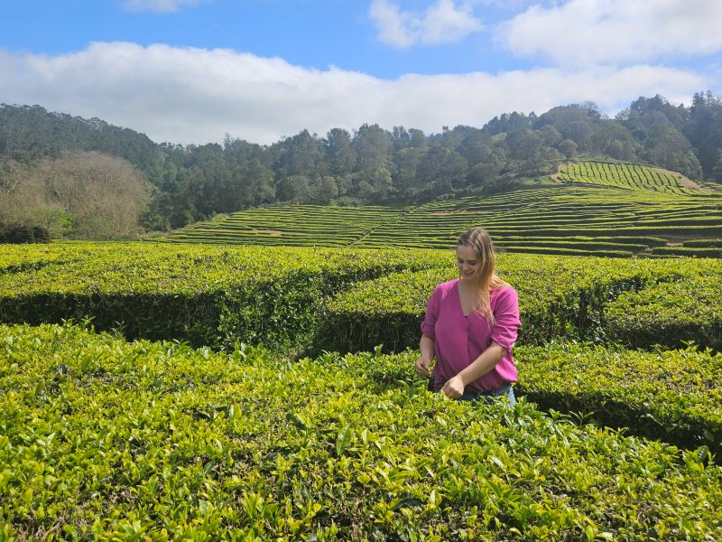 Azores tea plantation