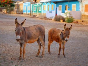 maio cabo verde hotel