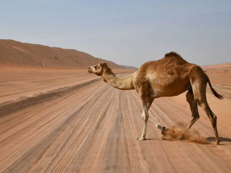 Kameel in Wahiba Sands