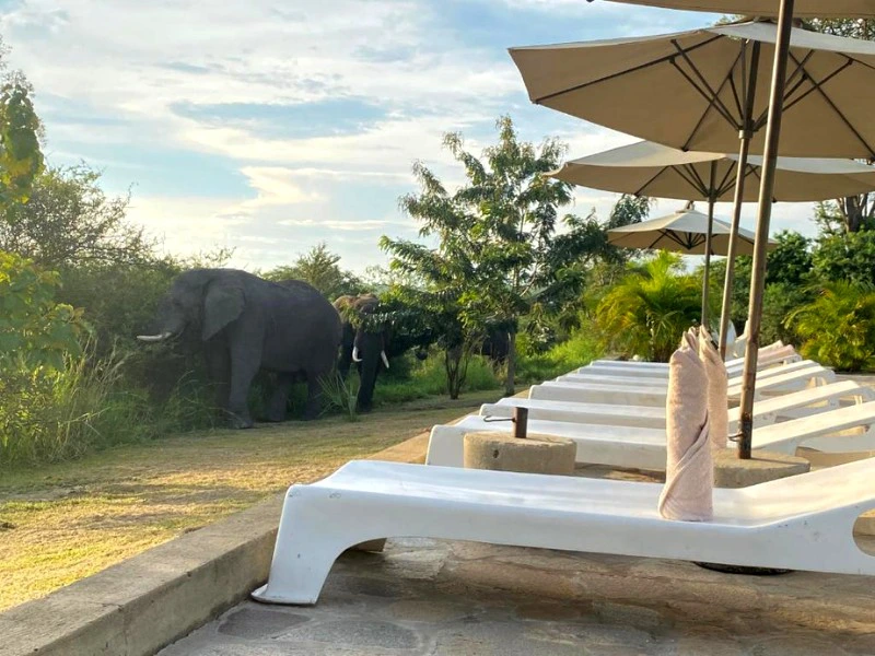 Oeganda Murchison Falls terras olifanten