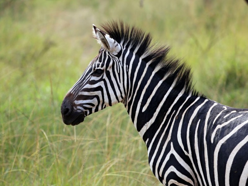 Oeganda Lake Mburo zebra