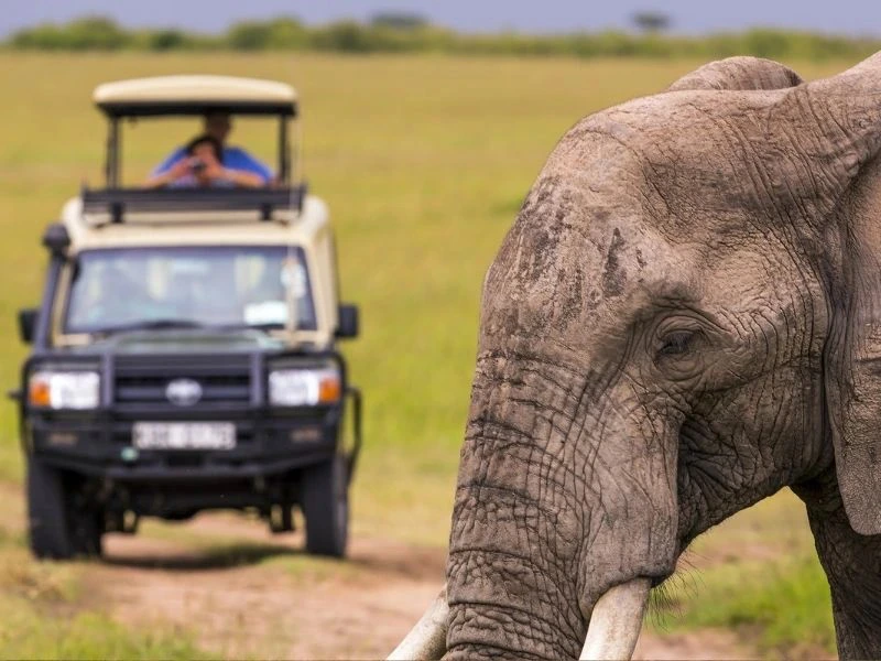 Jeepsafari olifant