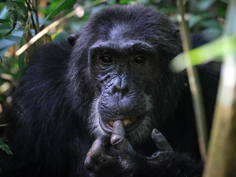 Chimpansee in Kibale NP - Oeganda