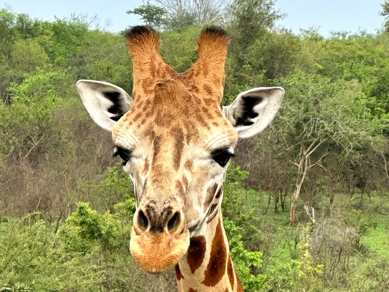 Oeganda giraffe