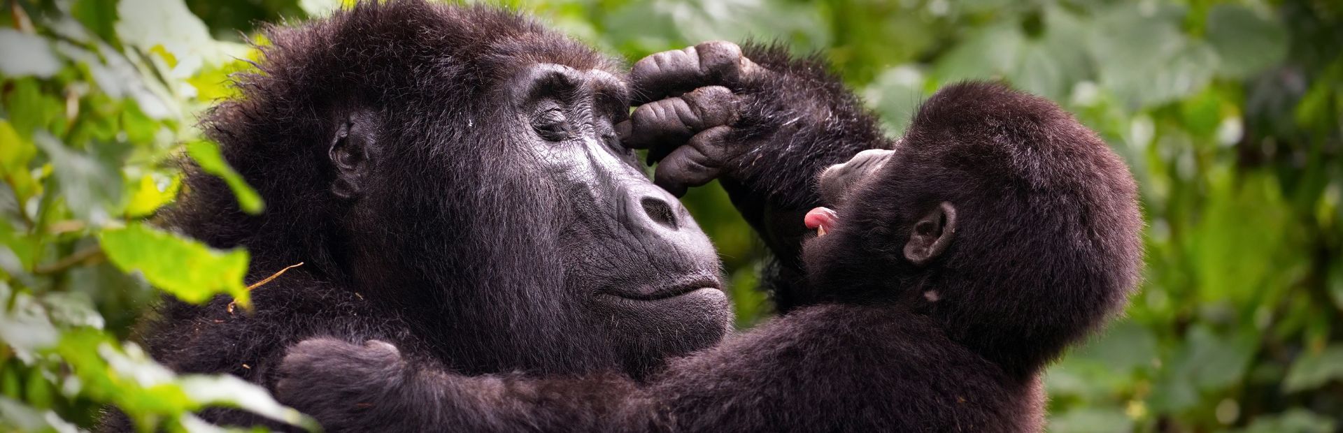 Gorilla's in Bwindi NP, Oeganda