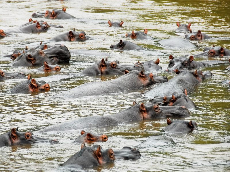 nijlpaarden in Lake Mburo NP