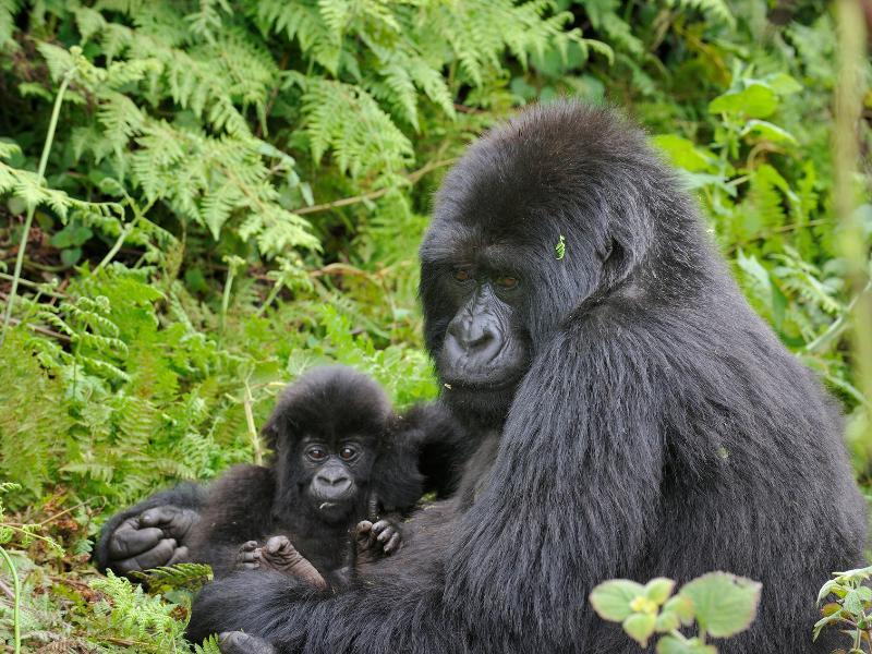gorilla oeganda natuur wild afrika
