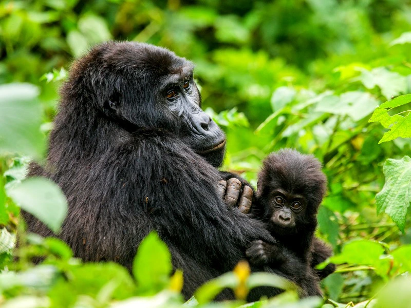 Bwindi gorilla met baby