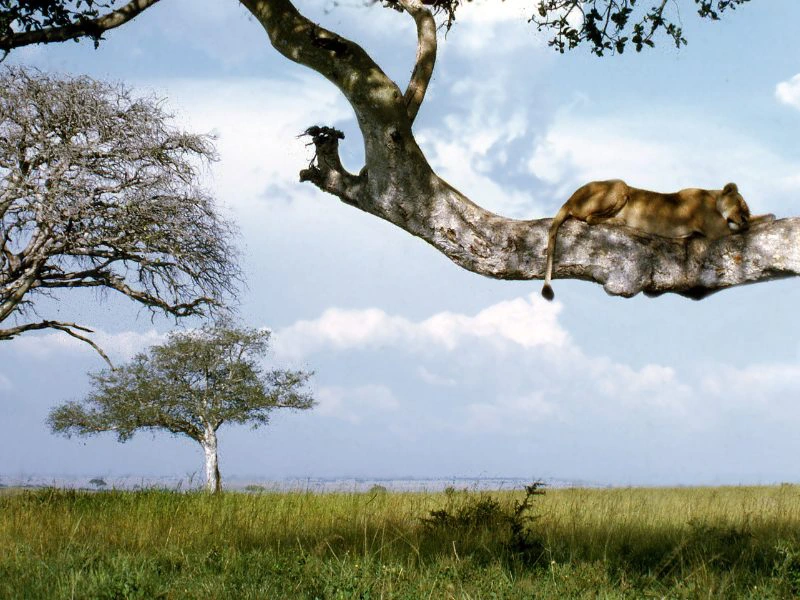 oeganda leeuwen afrika safari boom