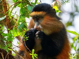 Golden monkey in boom aan het eten