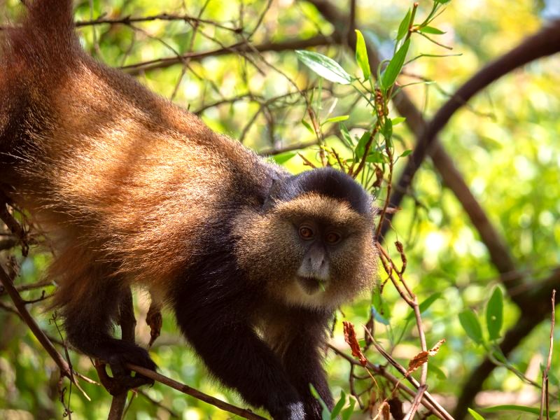 Golden Monkey beweegt in bomen
