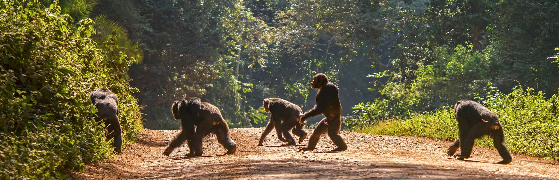 Oeganda - chimpansees rennen over weg