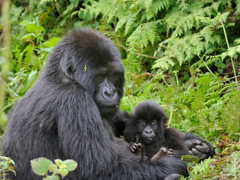 moeder gorilla met baby in Oeganda