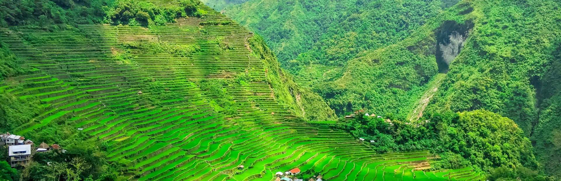 Uitgestrekte, felgroene rijstterrassen die over heuvels zijn aangelegd, met enkele boerderijen verspreid langs de randen, omringd door dicht begroeide, bosrijke bergen in Batad en Banaue