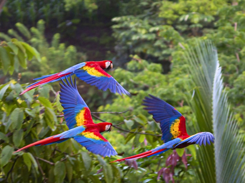 Costa Rica vogels