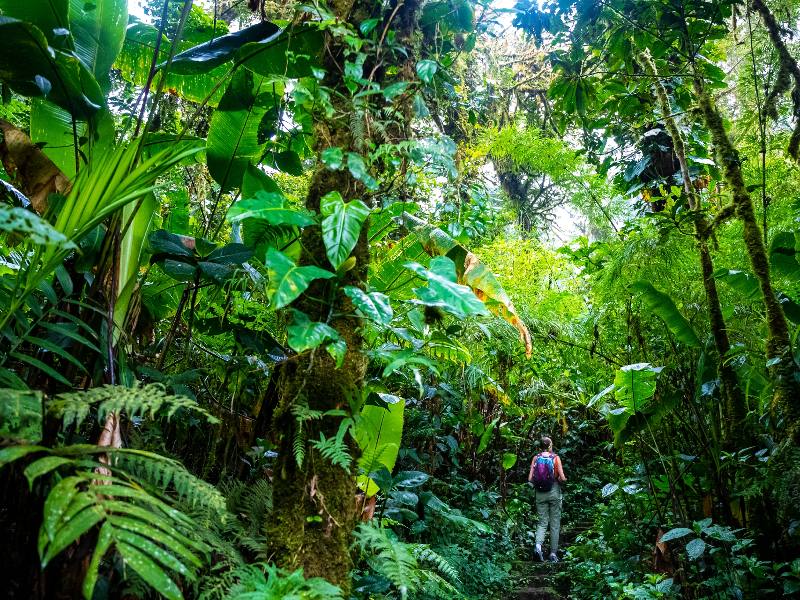 Jungle in Monteverde Costa Rica
