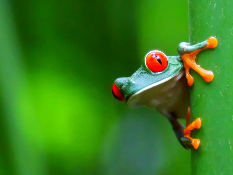 Kikker in Costa Rica