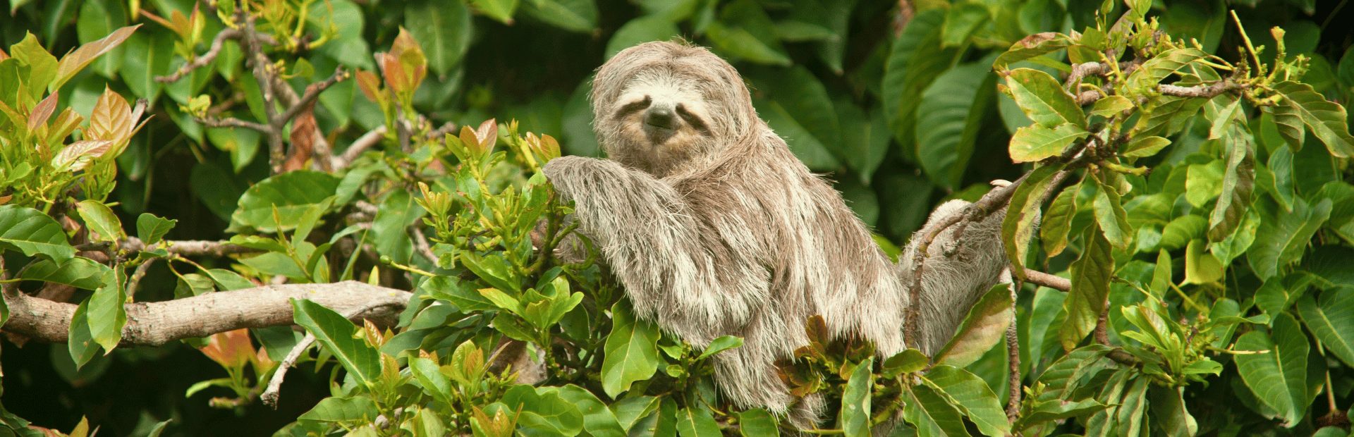 Luiaard in Costa Rica