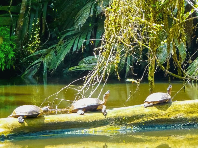 Schildpadden in Tortuguero, Costa Rica